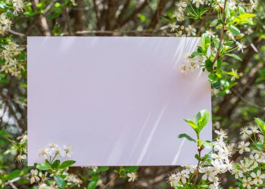 Kiraz çiçeği dallarında arasında boş kağıt. 