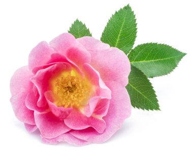 Rose-kalça veya beyaz bir arka plan üzerinde izole yabani gül çilek.