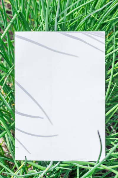 Papier leeg op het groene gras. Groen gras als een frame. — Stockfoto