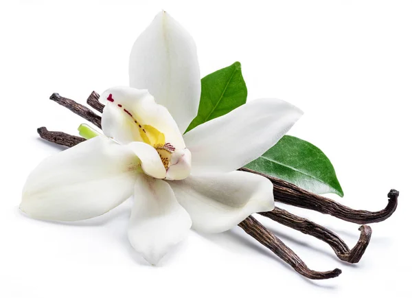 Suszone, laski wanilii i Orchidea kwiat wanilii na białym tle — Zdjęcie stockowe