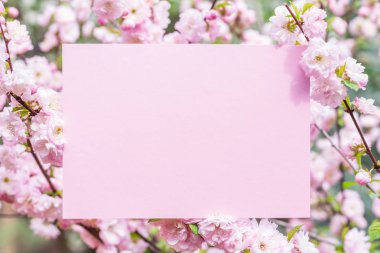 Kağıt çiçek çiçeklenme badem şubeleri arasında boş. Pembe f