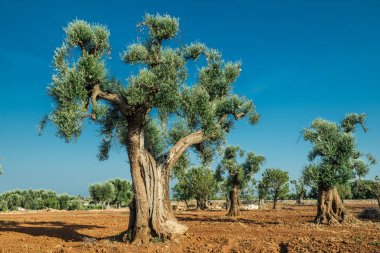 Ön planda Akdeniz zeytin Tarlası ve eski bir zeytin ağacı