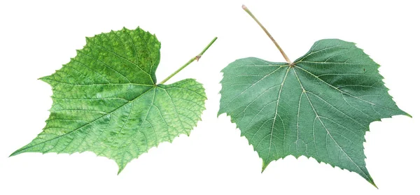 Druivenbladeren of wijnbladeren op de witte achtergrond. — Stockfoto