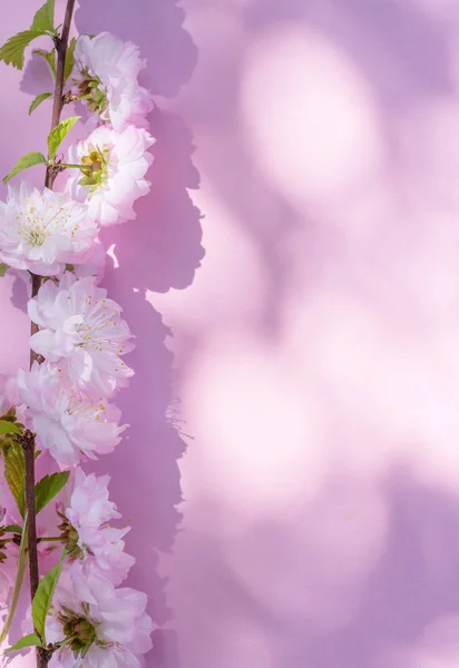 Papel violeta en blanco y hermosas flores de planta de almendras en él . —  Fotos de Stock