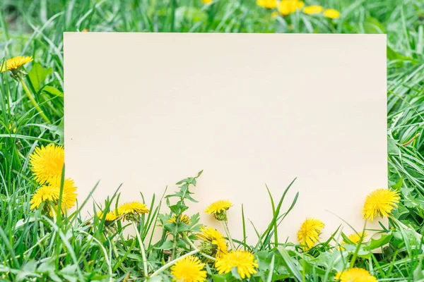 Geel papier leeg op het groene gras en paardebloemen. Groen gras — Stockfoto