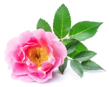 Rose-kalça veya beyaz bir arka plan üzerinde izole yabani gül çilek.