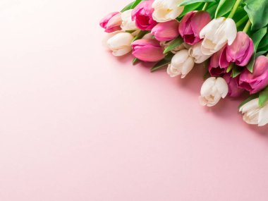 Lightpink arka plan üzerinde beyaz ve pembe laleler. 