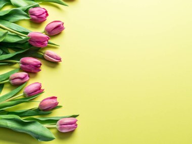 Sarı arka plan üzerinde hassas taze laleler. 