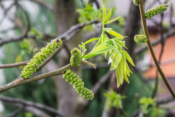 Folhas recém-estouradas de nogueira close-up. Fundo da primavera. — Fotografia de Stock