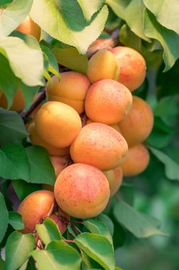Bahçede meyve bahçesi ağacında olgun kayısı.
