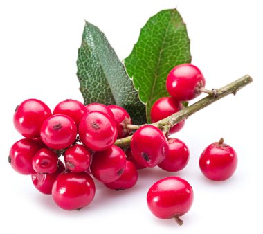 Beyaz arka planda Avrupa Holly (Ilex) yaprakları ve meyveleri.