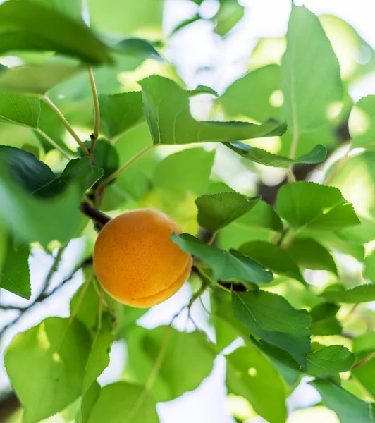 Harvesting of apricots. Woman's hand pick a ripe apricot. — Stock Photo, Image