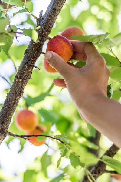 Aprikosenernte. Frauenhand pflückt eine reife Aprikose. — Stockfoto