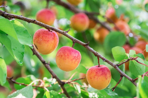 Ripe apricots on the orchard tree in the garden. — Stock Photo, Image