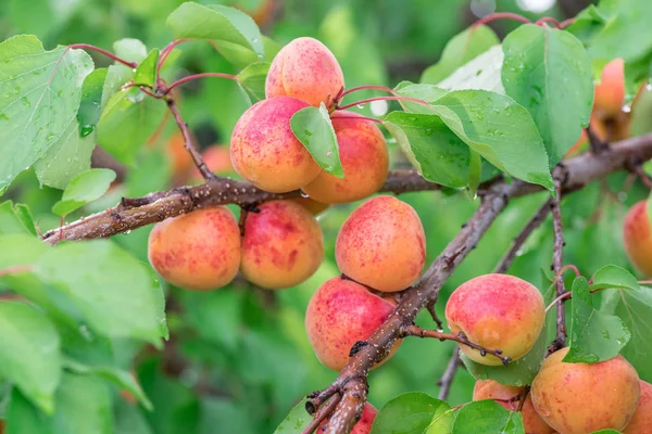 Rijpe abrikozen op de boomgaard in de tuin. — Stockfoto