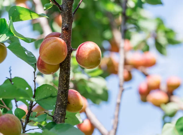 Abricots mûrs sur le verger dans le jardin . — Photo