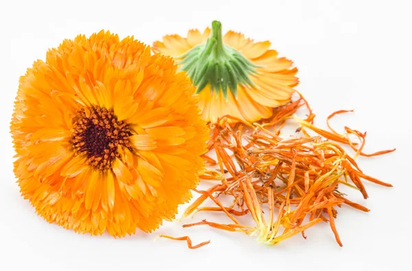 Flores de caléndula sobre fondo blanco . — Foto de Stock