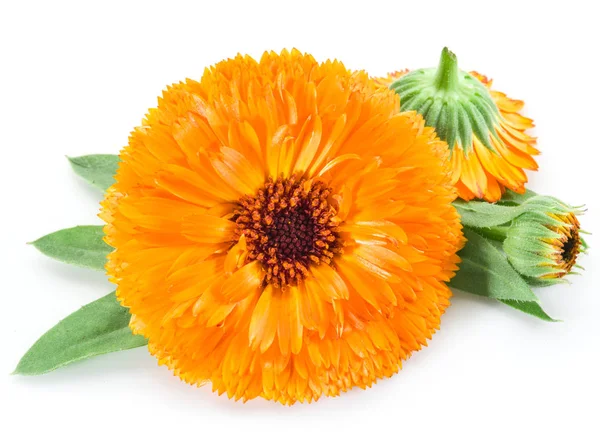 Calendula virág a fehér háttér. — Stock Fotó