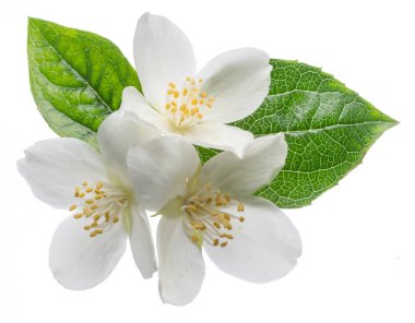 Beyaz izole yasemin çiçekleri blooming.