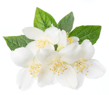 Beyaz izole yasemin çiçekleri blooming.