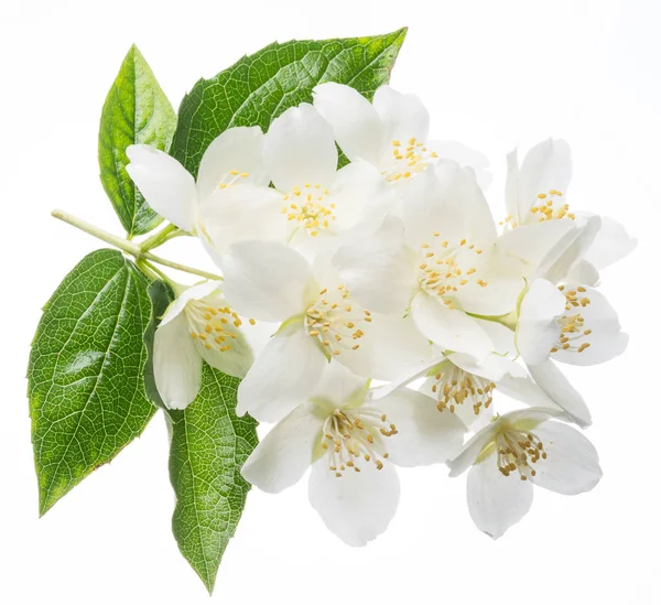 Bloeiende jasmijn bloemen geïsoleerd op wit. — Stockfoto