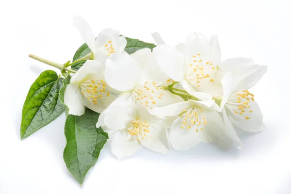 흰색에 고립 된 자스민 꽃 피는. — 스톡 사진