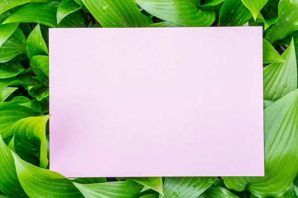 Hosta üzerinde boş kağıt su damlaları ile büyük yeşil yaprakları. — Stok fotoğraf