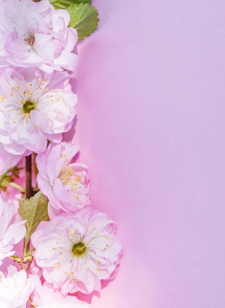 Violet paper blank and beautiful flowers of almond plant on it. — Stock Photo, Image