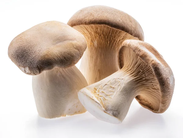 Cogumelos King Oyster isolados sobre fundo branco. — Fotografia de Stock