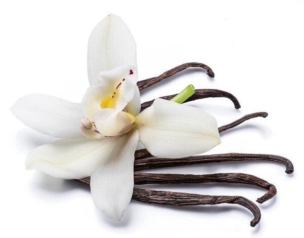 Сушеные ванильные палочки и ванильный цветок орхидеи изолированы на белом

