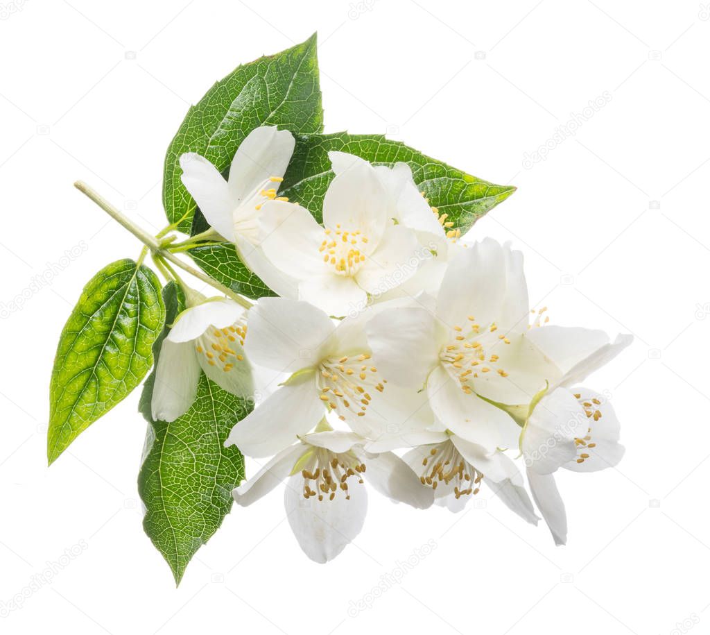 Blooming jasmine flowers isolated on white.