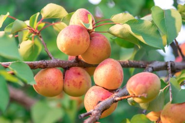 Bahçede meyve bahçesi ağacında olgun kayısı.
