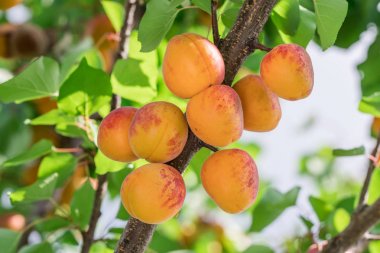 Bahçede meyve bahçesi ağacında olgun kayısı.