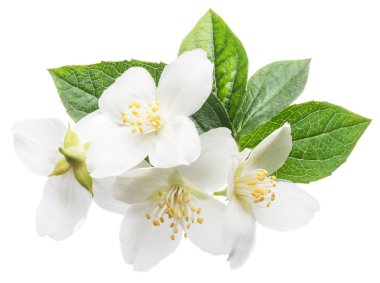 Beyaz izole yasemin çiçekleri blooming.