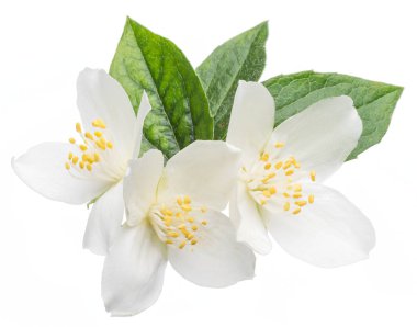 Beyaz üzerine izole açan yasemin dalı.