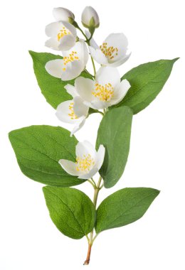 Beyaz üzerine izole açan yasemin dalı.