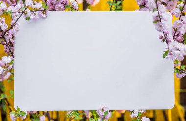 Kağıt çiçek çiçeklenme badem şubeleri arasında boş. Pembe f