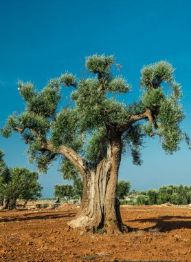 Ön planda Akdeniz zeytin Tarlası ve eski bir zeytin ağacı