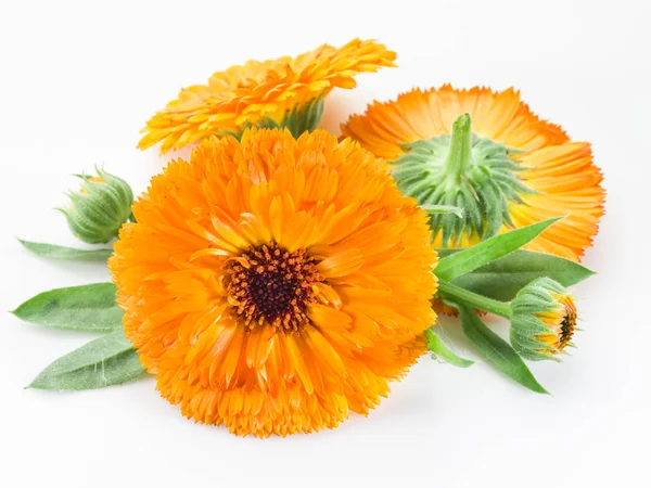 Calendula bloemen op de witte achtergrond. — Stockfoto