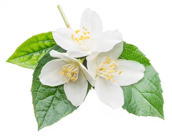 Blooming jasmine flowers isolated on white. — Stock Photo, Image