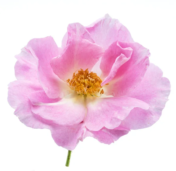 Όμορφο λουλούδι από τριανταφυλλιά ή άγριο τριαντάφυλλο. Το αρχείο περιέχει αποκοπή — Φωτογραφία Αρχείου