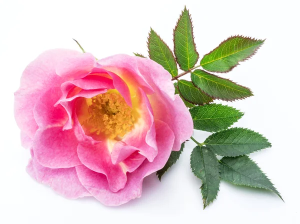 Rosa canina o bacche di rosa canina isolate su fondo bianco . — Foto Stock