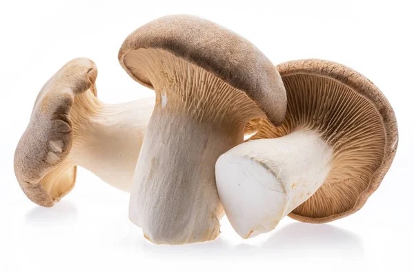 Re Oyster funghi isolati su sfondo bianco. — Foto Stock