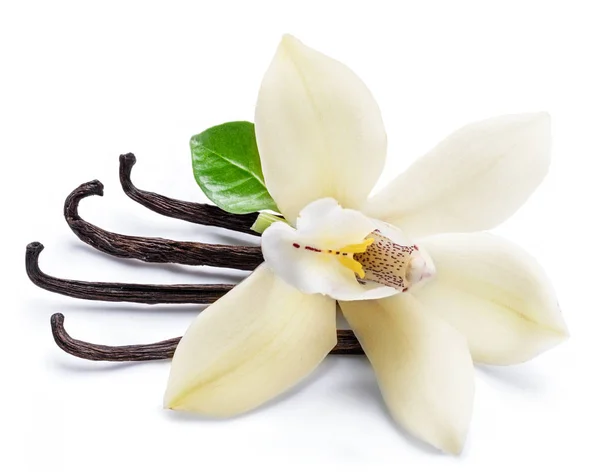 Palitos de baunilha secos e flor de baunilha de orquídea isolada em branco — Fotografia de Stock