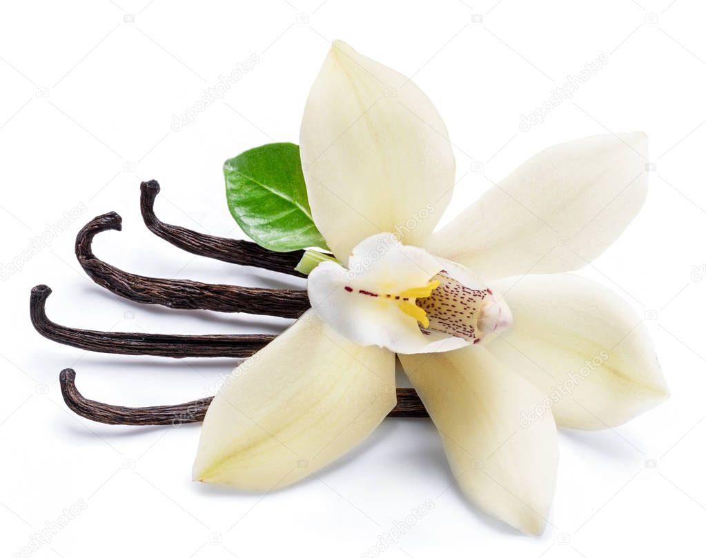 Dried vanilla sticks and orchid vanilla flower isolated on white