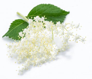 Beyaz arka planda mürver çiçeklenme.