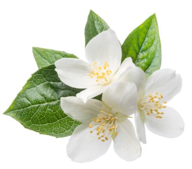 Beyaz üzerine izole açan yasemin dalı.