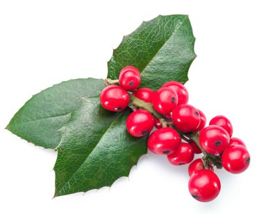 Beyaz arka planda Avrupa Holly (Ilex) yaprakları ve meyveleri.