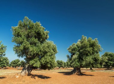 Güzel Akdeniz manzarası. Kırmızı toprak ve zeytin ağaçları. 