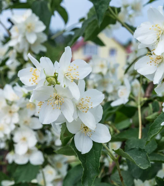 Blooming jasmine shrub. Tender jasmine flowers between green lea — Stock Photo, Image